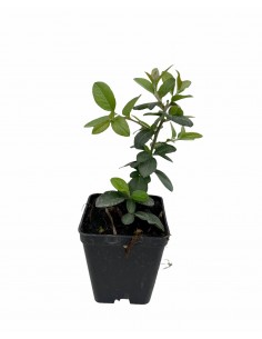 Piante Crataegus in Vaso...