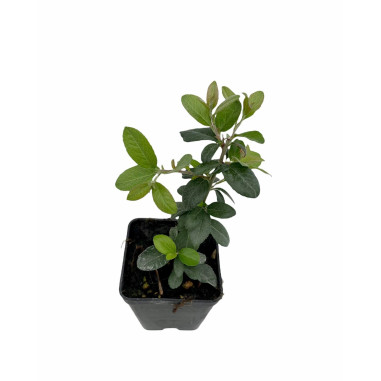 Vendita Pianta Crataegus Vaso 7cm-Pianta Da Siepe|Mondo Piante