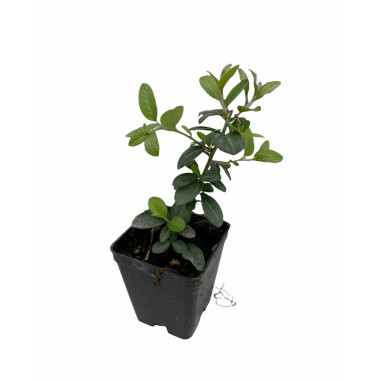 Vendita Pianta Crataegus Vaso 7cm-Pianta Da Siepe|Mondo Piante