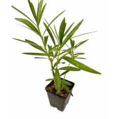 Pianta di Oleandro Vaso 7 cm: Vendita | Mondo Piante