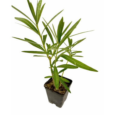 Pianta di Oleandro Vaso 7 cm: Vendita | Mondo Piante