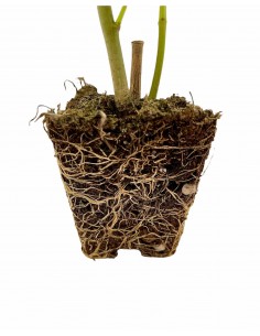 copy of Oleandro Plant 2