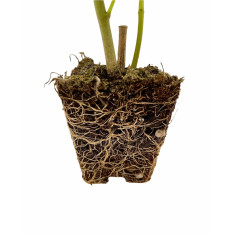 Pianta di Oleandro Vaso 7 cm: Vendita | Mondo Piante 2