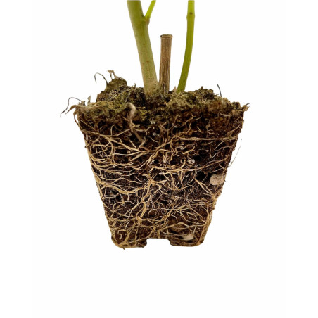 Pianta di Oleandro Vaso 7 cm: Vendita | Mondo Piante