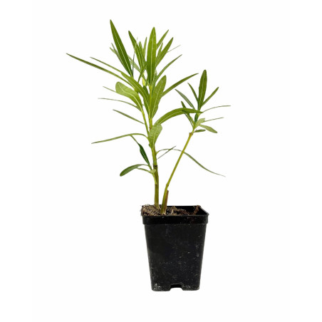 Pianta di Oleandro Vaso 7 cm: Vendita | Mondo Piante