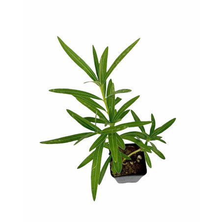 Pianta di Oleandro Vaso 7 cm: Vendita | Mondo Piante