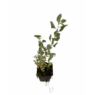 Buy Berberis Thunbergii Plant-Hedge Plants Online|Mondo Piante
