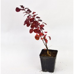 Pianta di Berberis...