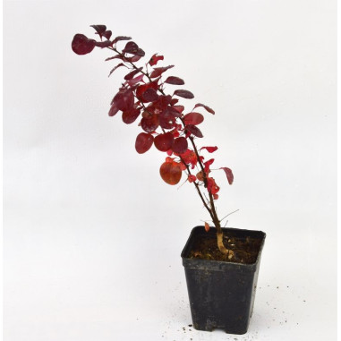 Pianta Berberis Thunbergii Vaso 7cm | Crespino | Mondo Piante