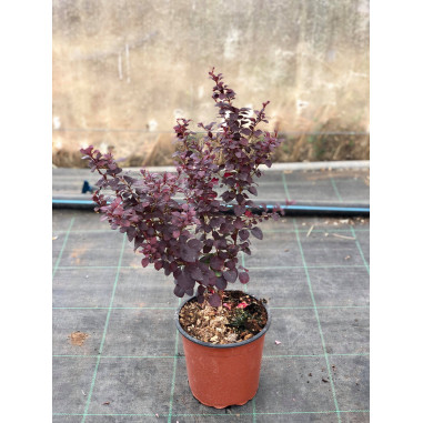 Vendita Piante di Berberis in Vaso 7cm-Piante Da Siepe|Mondo Piante