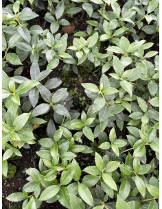Pianta Osmanto (Osmanthus) Vaso 7cm | Profumato | Mondo Piante 2