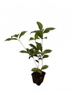 Pianta di Osmanthus Vaso...