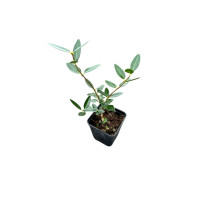 Sale Plant Phillyrea Angustifolia-Climbing Plants | Mondo Piante