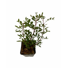 Pianta di Lentisco Vaso 7 cm: Vendita Online | Mondo Piante 2