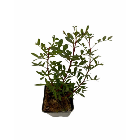 Pianta di Lentisco Vaso 7 cm: Vendita Online | Mondo Piante
