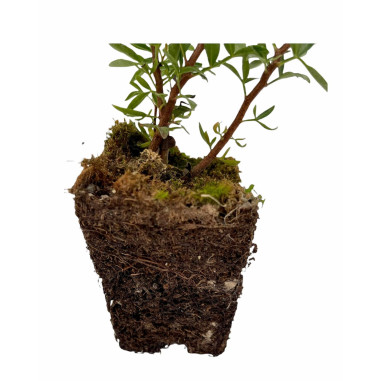 Vendita Piante di Lentisco in Vaso 7cm-Piante Da Siepe |Mondo Piante