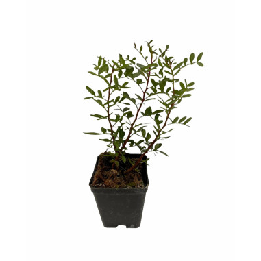 Vendita Piante di Lentisco in Vaso 7cm-Piante Da Siepe |Mondo Piante