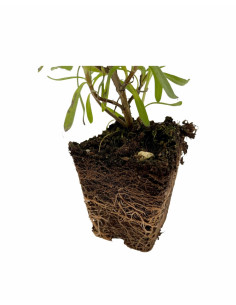 Pianta Lavanda Angustifolia Vaso 7 cm | Mondo Piante 2