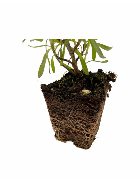 Pianta Lavanda Angustifolia Vaso 7 cm | Mondo Piante
