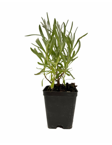 Pianta Lavanda Angustifolia Vaso 7 cm | Mondo Piante