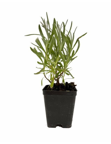 Pianta Lavanda Angustifolia Vaso 7 cm | Mondo Piante