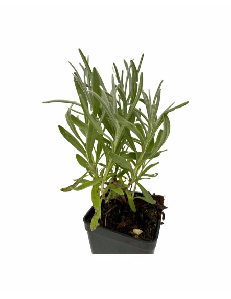 Pianta Lavanda Angustifolia Vaso 7 cm | Mondo Piante