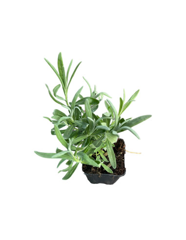 Pianta Lavanda Angustifolia Vaso 7 cm | Mondo Piante