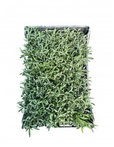 Pianta di Lavanda...
