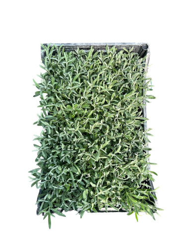 Vendita Piante di Lavanda Vaso 7cm-  Piante Online | Mondo Piante