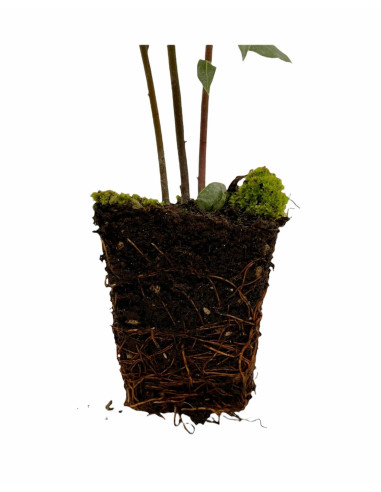 Vendita Pianta di Alloro in Vaso 7cm - Piante Da Siepe|Mondo Piante