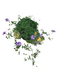 Pianta Verbena Tapien Vaso 7 cm: Vendita | Mondo Piante
