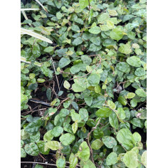Pianta Ficus Repens Vaso 7 cm: Vendita | Mondo Piante