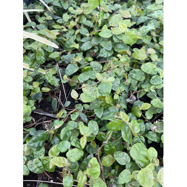 Pianta Ficus Repens Vaso 7 cm: Vendita | Mondo Piante
