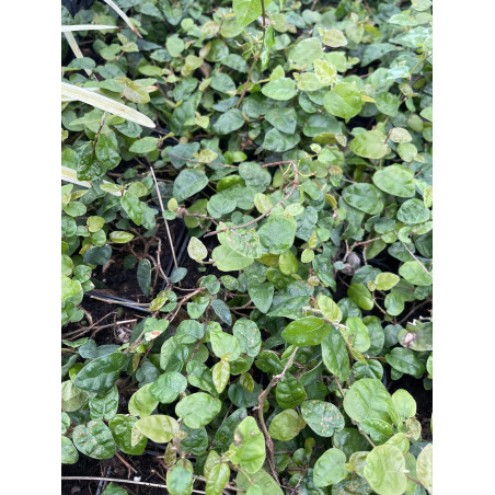 Vendita Pianta Ficus repens in Vaso 7-Piante Tappezzante|MondoPiante