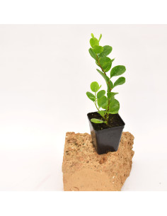 Pianta di Cappero Vaso 7 cm | Mondo Piante