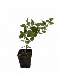 copy of Red Metrosideros Plant