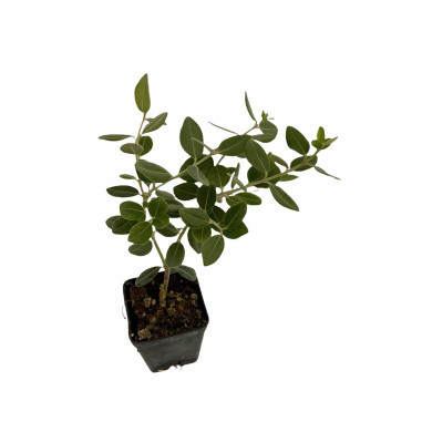Metrosideros Plant for Sale - Bush Plants Online | Mondo Piante