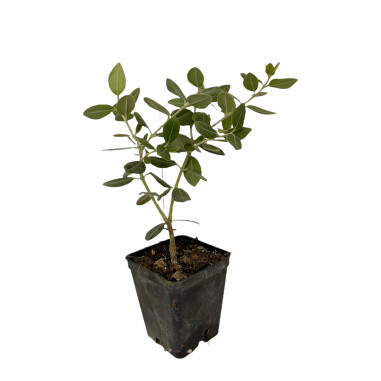 Metrosideros Plant for Sale - Bush Plants Online | Mondo Piante