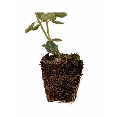 Metrosideros Plant for Sale - Bush Plants Online | Mondo Piante