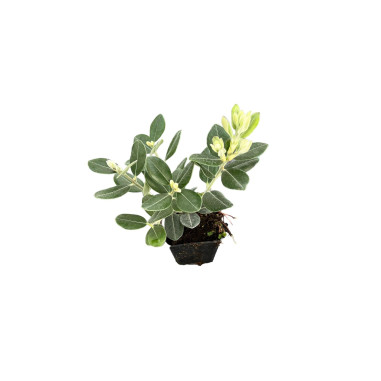 Metrosideros Plant for Sale - Bush Plants Online | Mondo Piante
