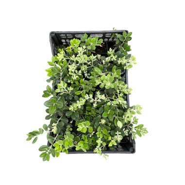 Metrosideros Plant for Sale - Bush Plants Online | Mondo Piante