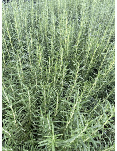 Pianta Rosmarino Officinale Vaso 7 cm | Mondo Piante