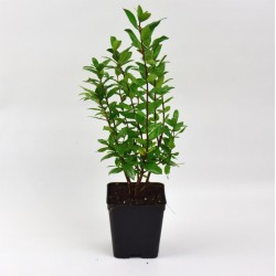 copy of Common Myrtle Plant