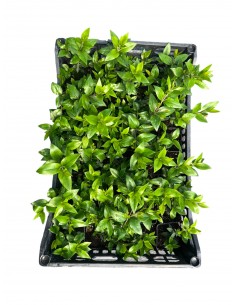 copy of Common Myrtle Plant 2
