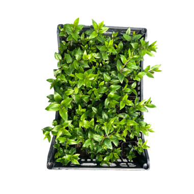 Vendita Pianta Mirto comune Vaso 7cm-Pianta Da Cespuglio | MondoPiante