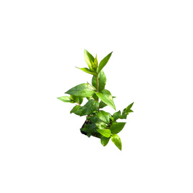 Mirto Comune Plant for Sale - Bush Plants Online | Mondo Piante