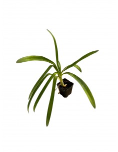 Pianta di Agapanthus...