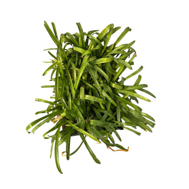 Vendita Piante di Agapanthus Africano Blu Vaso 7-Cespugli|Mondo Piante