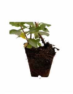 copy of Corbezzolo Plant 2