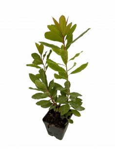 copy of Corbezzolo Plant